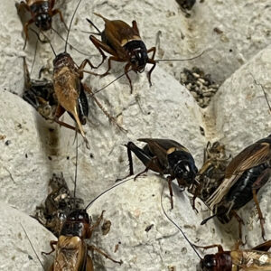 cricket2